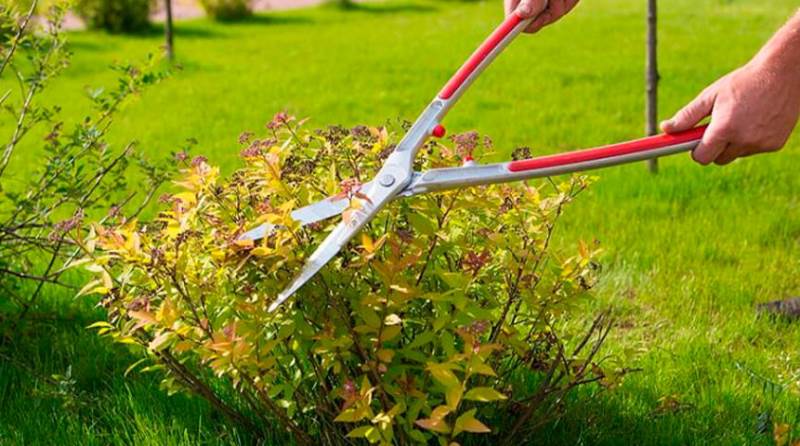 Майстер-клас з декоративної обрізки кущів та живоплотів електричним кущорізом